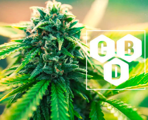 Vente de CBD